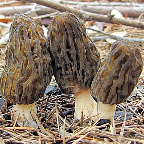 Burnt Morel Morchella Eximia Themyceliumemporium