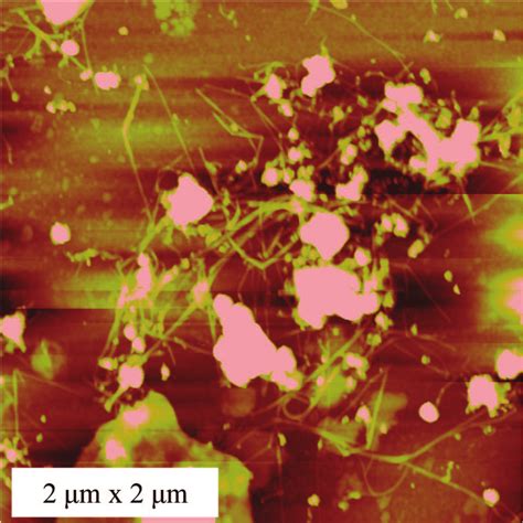 Afm Image Of Swnt Peg Mg After H Of Uv Irradiation And The Scan Area