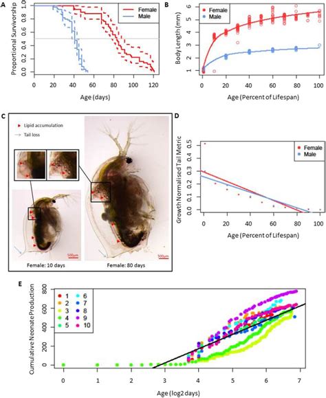 Life History Results For Female And Male Daphnia Magna Bham 2 A