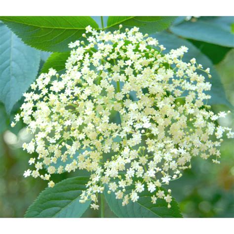 Sabugueiro Sambucus Nigra Flora Rara