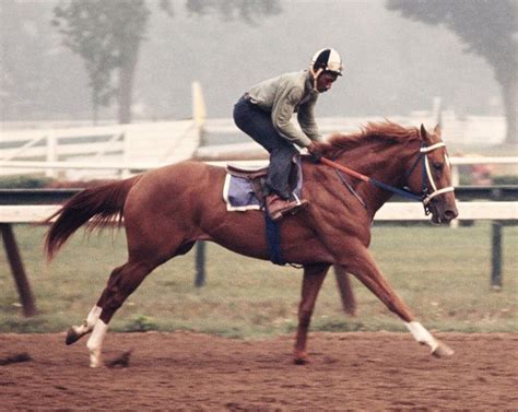 SECRETARIAT | Horses, Thoroughbred horse racing, Horse love