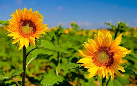 Hd Sunflower Wallpaper Wallpapersafari