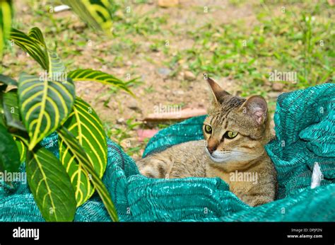 Bengal cat look anything Stock Photo - Alamy