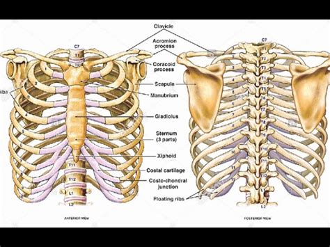 Ribs Anatomy Types Ossification Clinical Significance Off