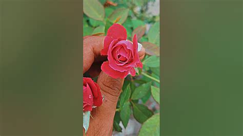 Mera Gulab Manjur Kar Le ️ 🌹 Rose Shorts Viral Youtube