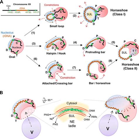 Mid M Ribosomal DNA RDNA Morphologies A Prototypical Examples Of