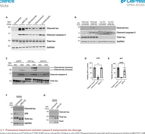 Figure From Activity Dependent Tau Cleavage By Caspase Promotes