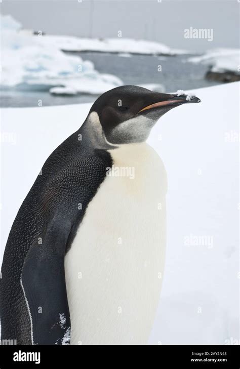 Emperor penguin snow hi-res stock photography and images - Alamy