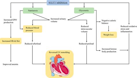 Frontiers Effects Of Sodium Glucose Cotransporter 2 Inhibitors On