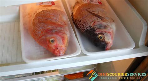 Cara Menyimpan Ikan Agar Tetap Segar Di Rumah DINISCOURIERSERVICES