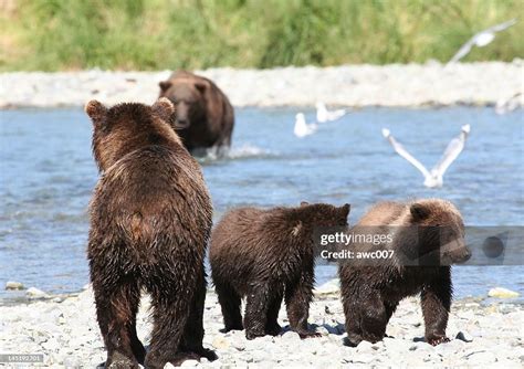 Mother Grizzly Bear Protecting Cubs By The River High Res Stock Photo