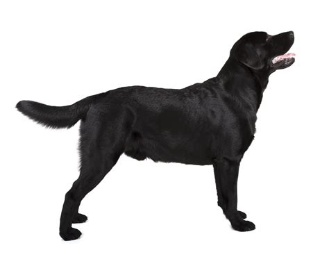 A Guide To Labrador Retrievers Embark Labrador Retrievers