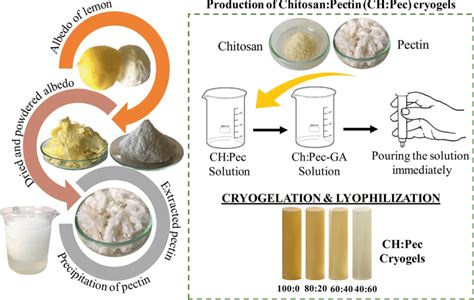 Schematic Illustration Of Pectin Extraction And Chitosanpectin Cryogel Download Scientific