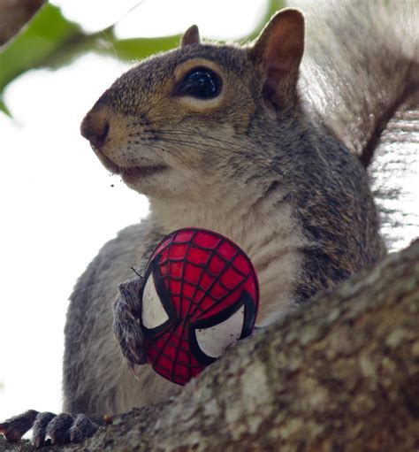 Spider Squirrel Spider Squirrel By Shinigamiwelty On Deviantart