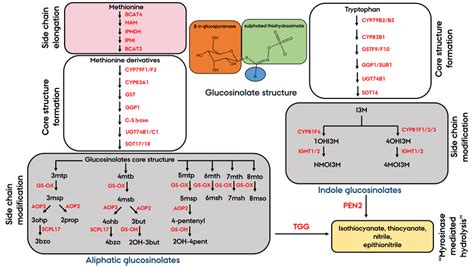 Schematic Representation Of The Biosynthetic Pathway Leading To