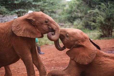 Meeting Baby Elephants At The David Sheldrick Wildlife Trust