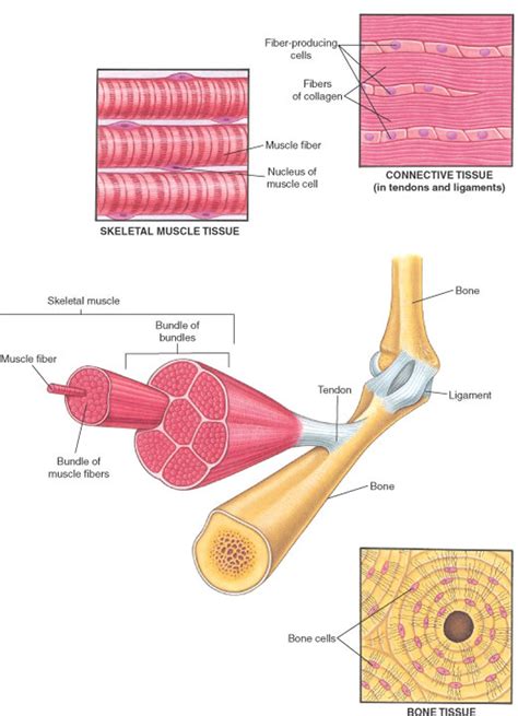 ligaments bone joint  muscle disorders merck manual consumer