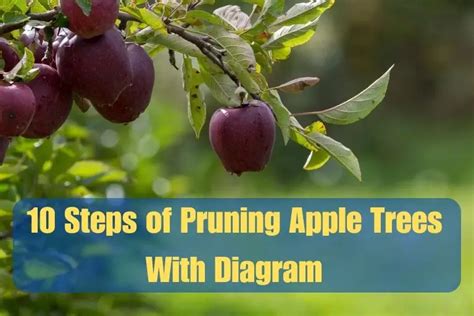 10 Steps Of Pruning Apple Trees Diagram Process Explained