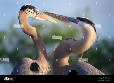 Great Blue Heron Mating Pair Hi Res Stock Photography And Images Alamy