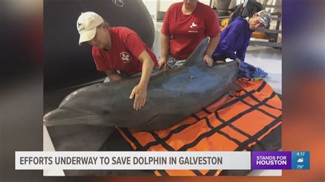 Injured Dolphin Rescued After Being Found Beached In Galveston