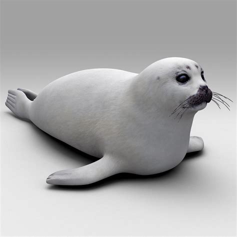 Juvenile Harp Seal C4d