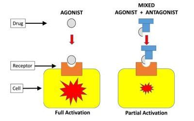 Agonist A Type Of Chemical Assignment Point