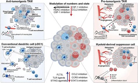 Frontiers Allies Or Enemiesthe Multifaceted Role Of Myeloid Cells In