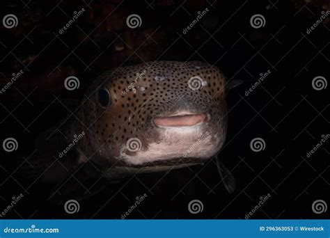 Aquatic Scene of a Pufferfish Swimming in Its Natural Habitat Stock ...