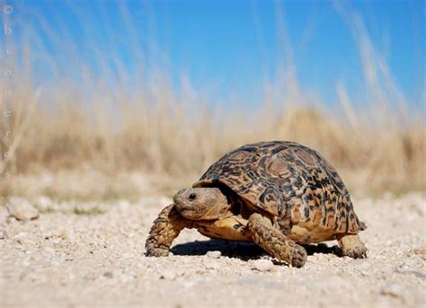 How Often Do Tortoises Pee