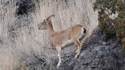 Wild Goat | MarkEisingBirding