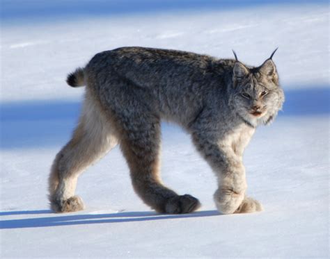 Fichiercanadian Lynx By Keith Williams — Wikipédia