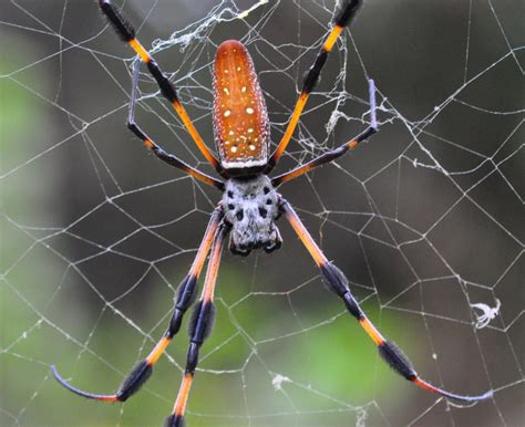 Golden Silk Spider