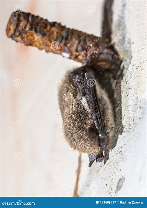 Bats State Hibernation at Toni Esser blog