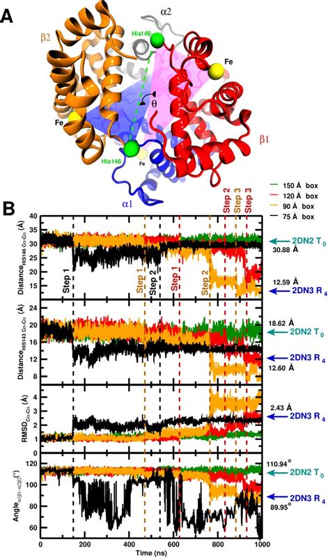 Valid Molecular Dynamics Simulations Of Human Hemoglobin Require A