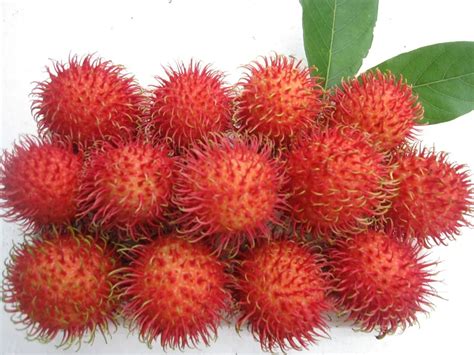 Fresh Rambutan Canned Rambutan Export Standard Buy Canned Rambutan