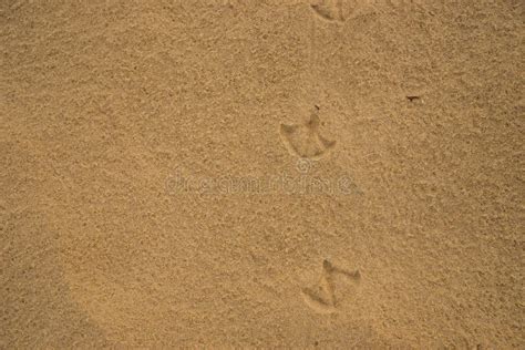 Empreintes De Pas Des Oiseaux D Ibis Sur Le Sable Humide De Plage Image