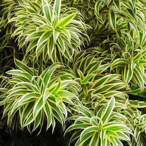 Dracaena Reflexa Song Of India Single Plant Buy Aquarium Plants