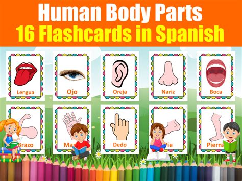 Human Body Parts Flash Cards In Spanish 16 Printable Spanish