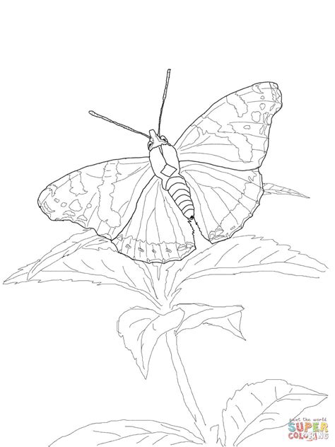 Red Admiral Butterfly coloring page | Free Printable Coloring Pages