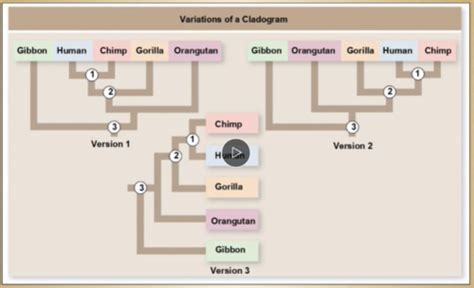 Life Chapter Systematics Phylogeny Flashcards Quizlet