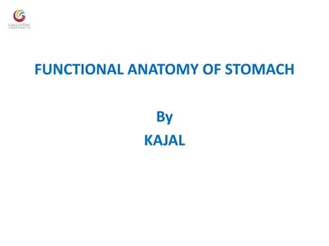 Functional anatomy of stomach, functions of stomach and glands of ...