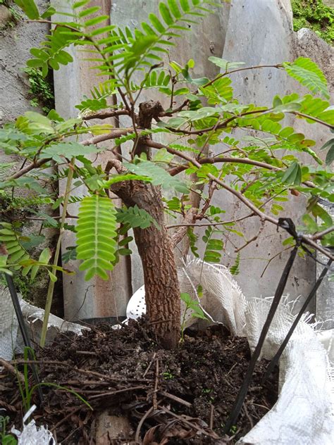 Bahan Bonsai Asam Jawa Prospek Lazada Indonesia