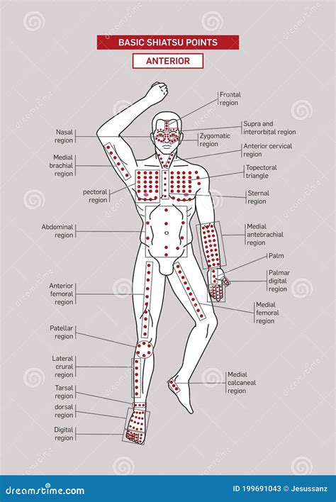 Basic Shiatsu Points Anterior Stock Vector - Illustration of meridians ...