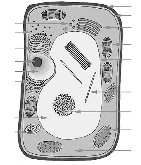 Bio De Cel Diagram Plantaardigecel Diagram Quizlet