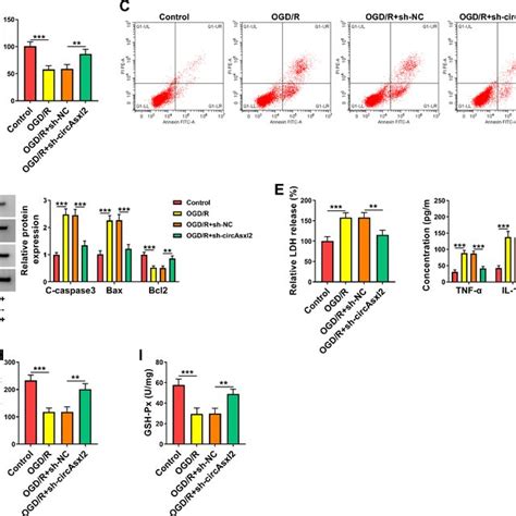 Effects Of Sh Circasxl On Ogd R Induced Ht Cell Injury A The