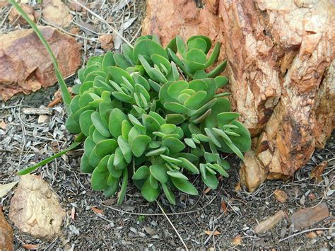 Purple Crassula From Loerkop Greyton 7233 South Africa On August 14 2023 At 09 56 Am By Klaus