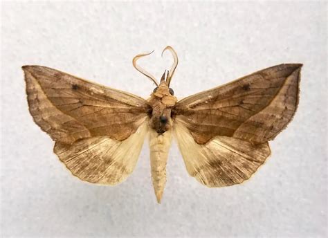 Seven Bizarre Moths To Celebrate National Moth Week Smithsonian