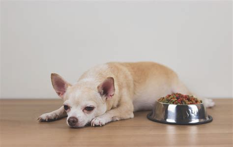 Red Flags In Rover Pet Health Signs That Require Veterinary Attention