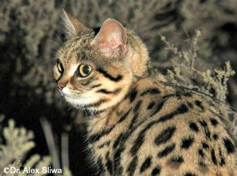 Black-footed Cat - International Society for Endangered Cats (ISEC) Canada