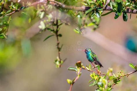 A Broad Billed Hummingbird In Madera Canyon Arizona Stock Image